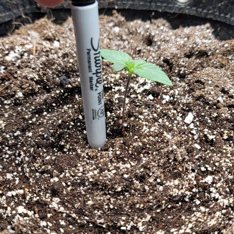 Night owl Americhemdream growlog timeline photo