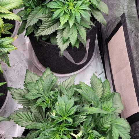 Night owl vanilla fizz growlog timeline photo