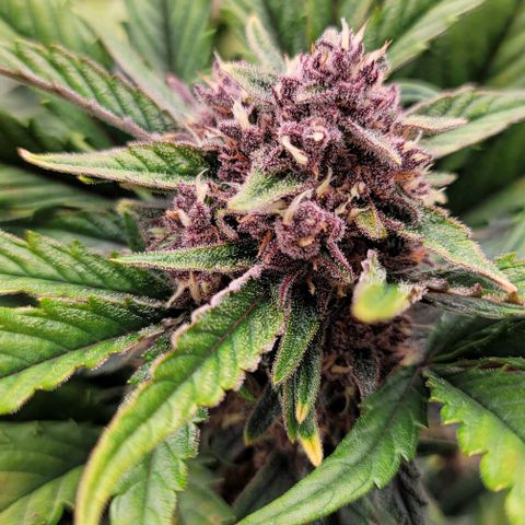 Fastbuds apricot growlog timeline photo