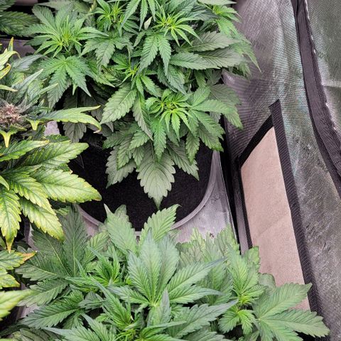 Night owl vanilla fizz growlog timeline photo