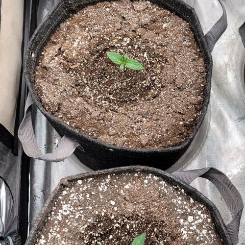 Night owl Americhemdream growlog timeline photo