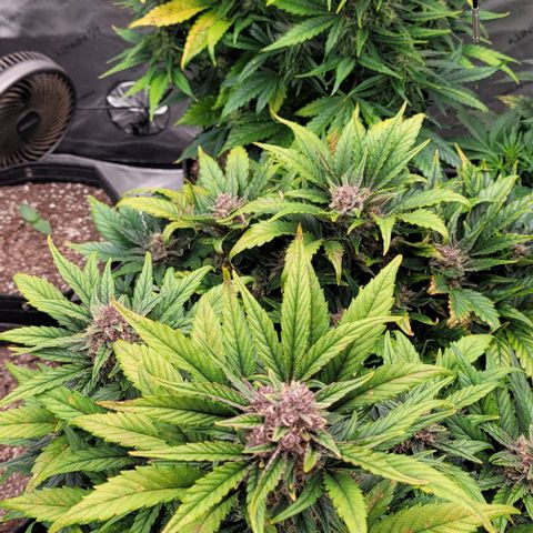 Fastbuds apricot growlog timeline photo