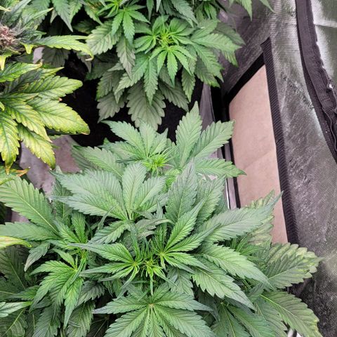 Night owl vanilla fizz growlog timeline photo