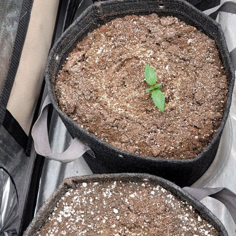 Night owl Americhemdream growlog timeline photo
