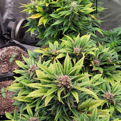 Fastbuds apricot growlog timeline photo