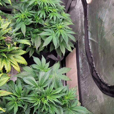 Night owl vanilla fizz growlog timeline photo
