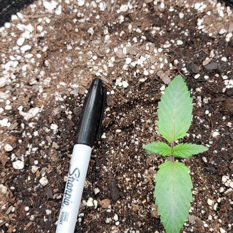 Night owl Americhemdream growlog timeline photo