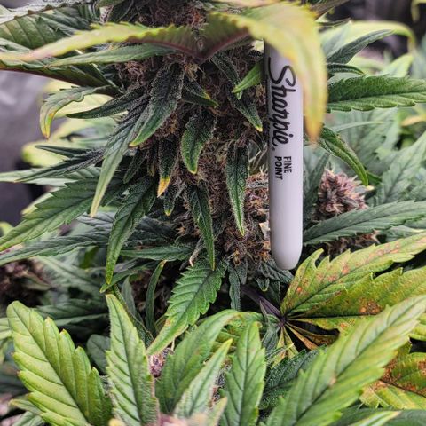 Fastbuds apricot growlog timeline photo