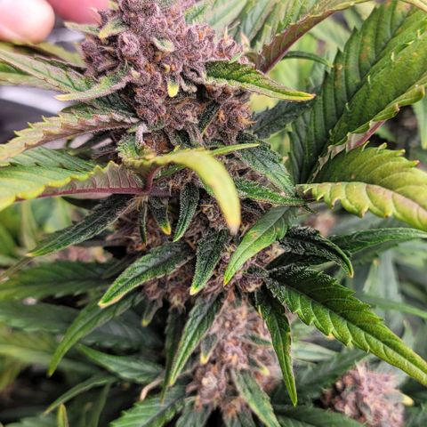 Fastbuds apricot growlog timeline photo