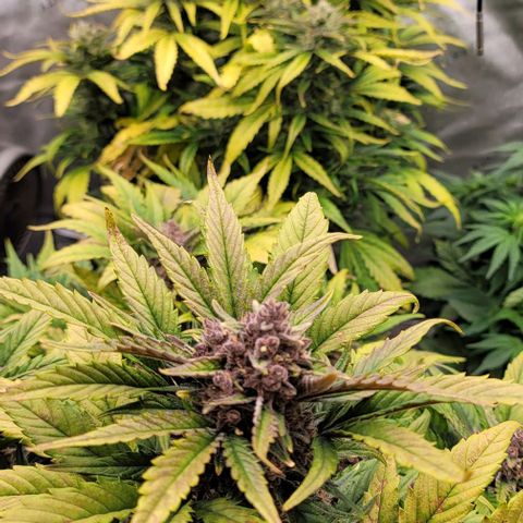 Fastbuds apricot growlog timeline photo