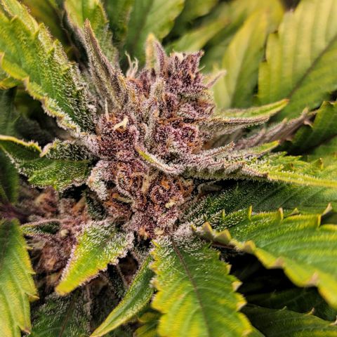 Fastbuds apricot growlog timeline photo