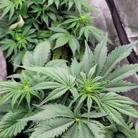 Night owl vanilla fizz growlog timeline photo