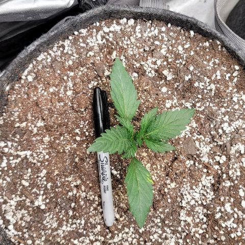 Night owl Americhemdream growlog timeline photo