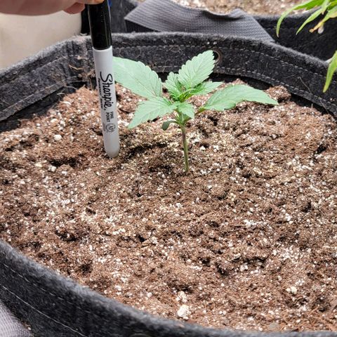 Night owl Americhemdream growlog timeline photo