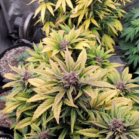 Fastbuds apricot growlog timeline photo