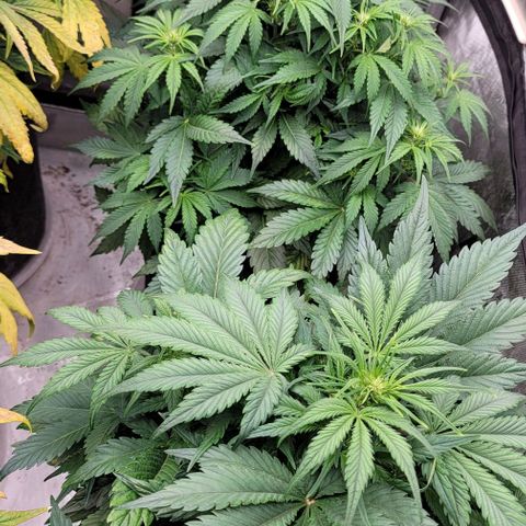 Night owl vanilla fizz growlog timeline photo