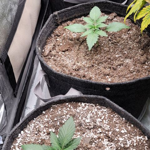 Night owl Americhemdream growlog timeline photo