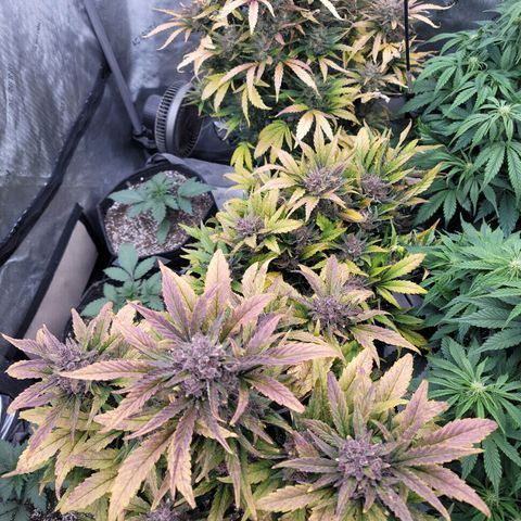 Fastbuds apricot growlog timeline photo