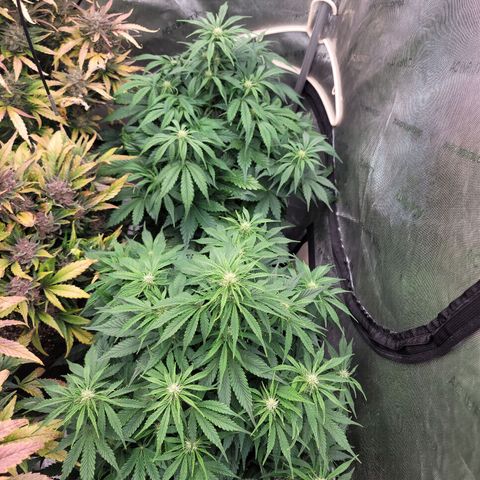Night owl vanilla fizz growlog timeline photo