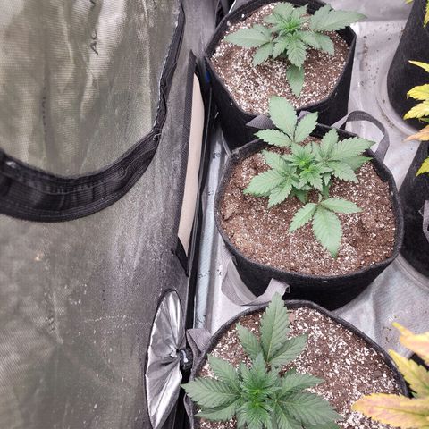 Night owl Americhemdream growlog timeline photo