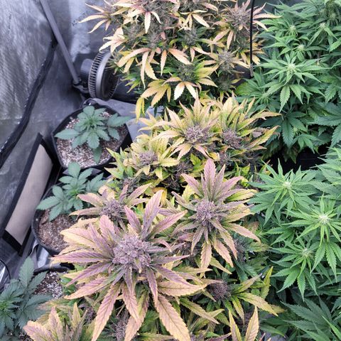 Fastbuds apricot growlog timeline photo