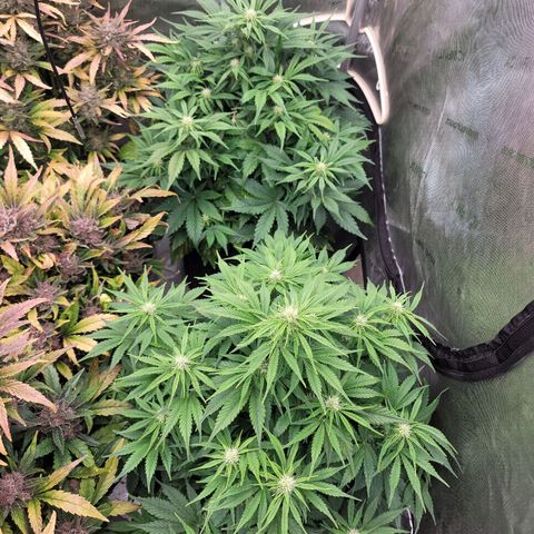 Night owl vanilla fizz growlog timeline photo