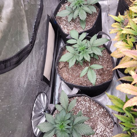 Night owl Americhemdream growlog timeline photo