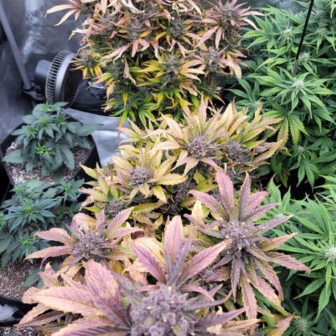 Fastbuds apricot growlog timeline photo