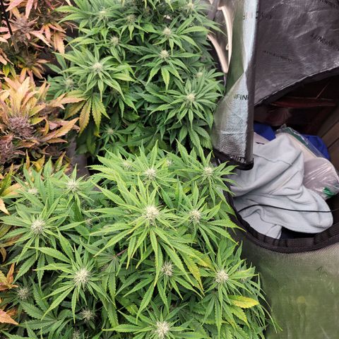 Night owl vanilla fizz growlog timeline photo