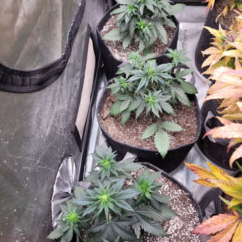 Night owl Americhemdream growlog timeline photo