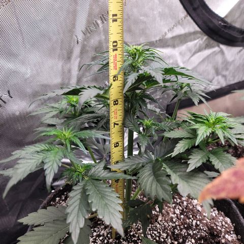 Night owl Americhemdream growlog timeline photo