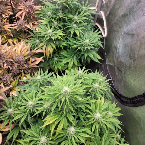 Night owl vanilla fizz growlog timeline photo