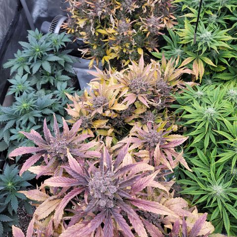 Fastbuds apricot growlog timeline photo
