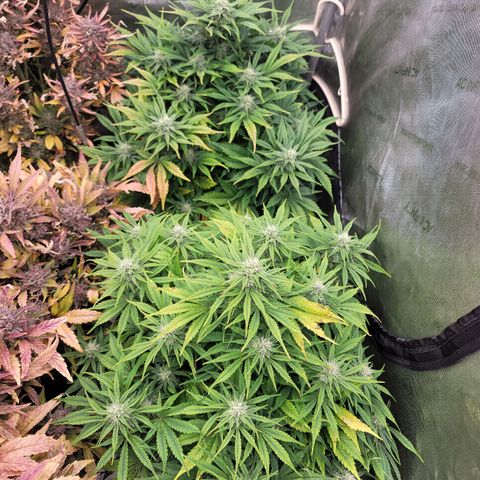Night owl vanilla fizz growlog timeline photo