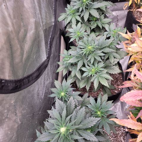 Night owl Americhemdream growlog timeline photo