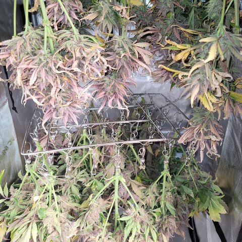 Fastbuds apricot growlog timeline photo