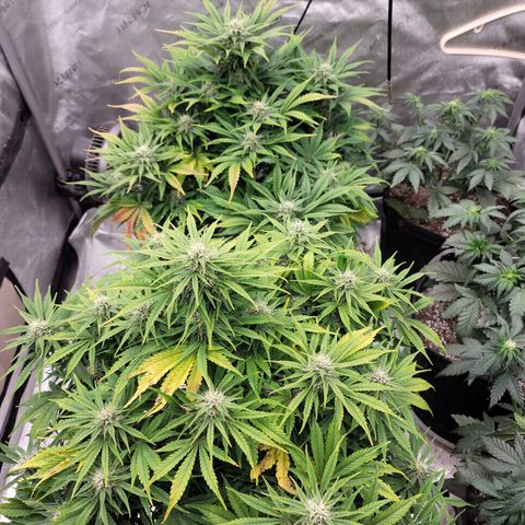Night owl vanilla fizz growlog timeline photo