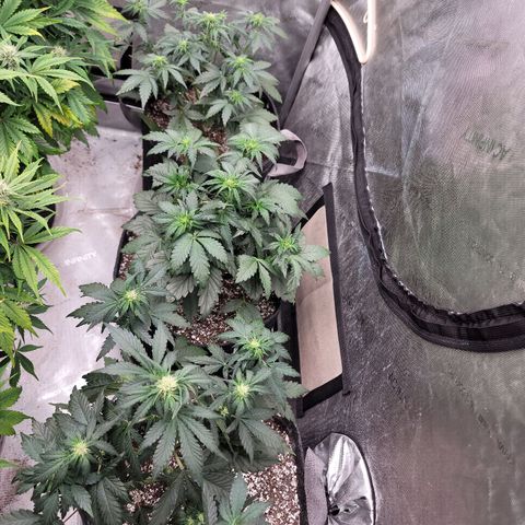 Night owl Americhemdream growlog timeline photo