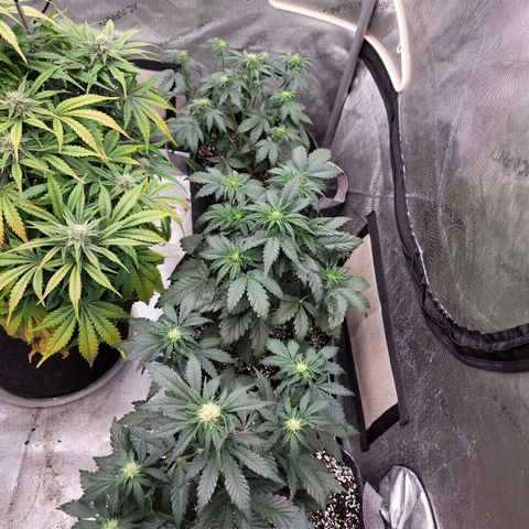 Night owl Americhemdream growlog timeline photo