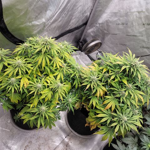 Night owl vanilla fizz growlog timeline photo