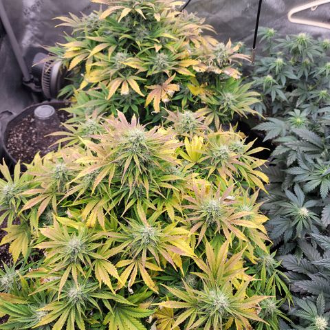Night owl vanilla fizz growlog timeline photo