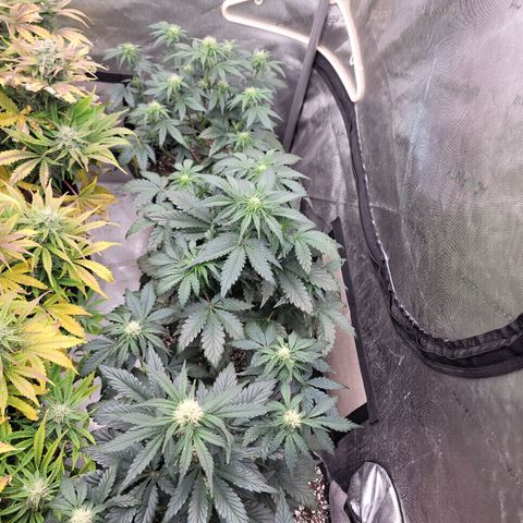 Night owl Americhemdream growlog timeline photo