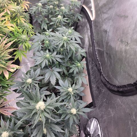 Night owl Americhemdream growlog timeline photo