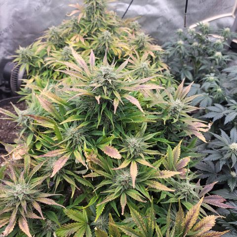 Night owl vanilla fizz growlog timeline photo