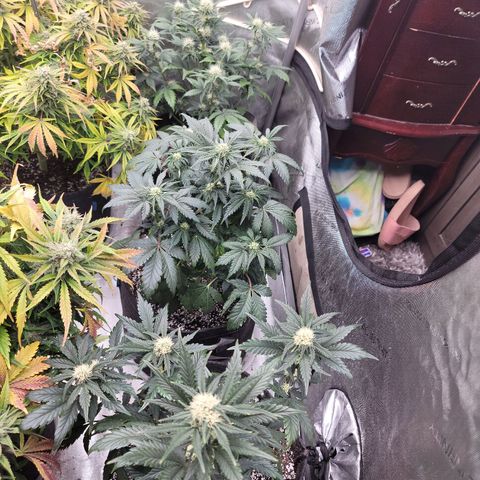Night owl Americhemdream growlog timeline photo