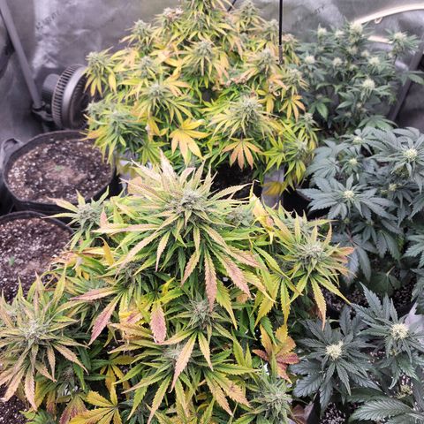 Night owl vanilla fizz growlog timeline photo