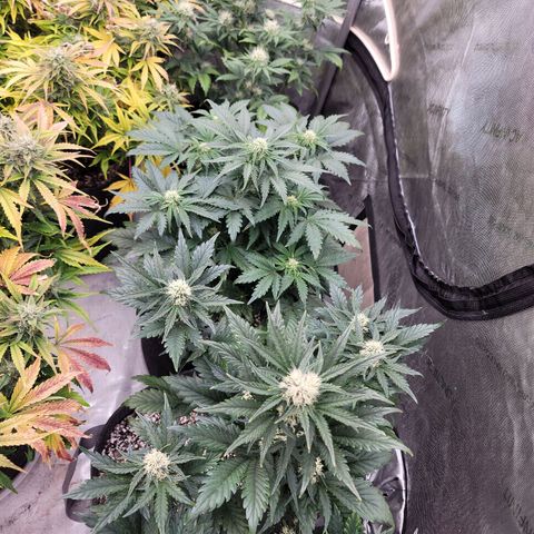 Night owl Americhemdream growlog timeline photo