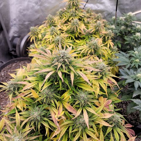 Night owl vanilla fizz growlog timeline photo