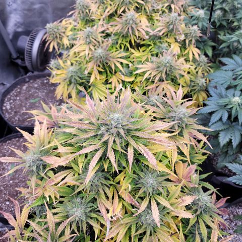 Night owl vanilla fizz growlog timeline photo