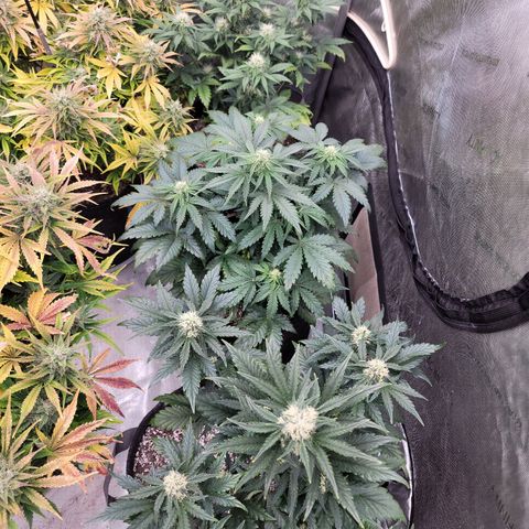 Night owl Americhemdream growlog timeline photo